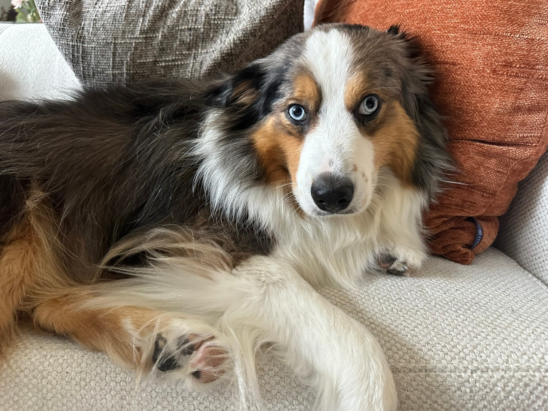 Luca, a tri-color mini Australian Shepherd with bright blue eyes, resting on a couch
